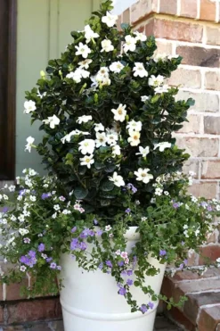 Diamond Spire Gardenia - 2 Gallon Pot 12 Diamond Spire Gardenia - 2 Gallon Pot -Bloom Haven Gardenia Diamond Spire 4