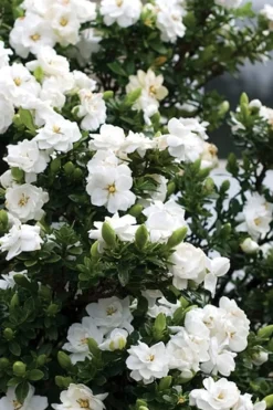 Double Mint Gardenia - 3 Gallon Pot -Bloom Haven Gardenia Double Mint 2 1