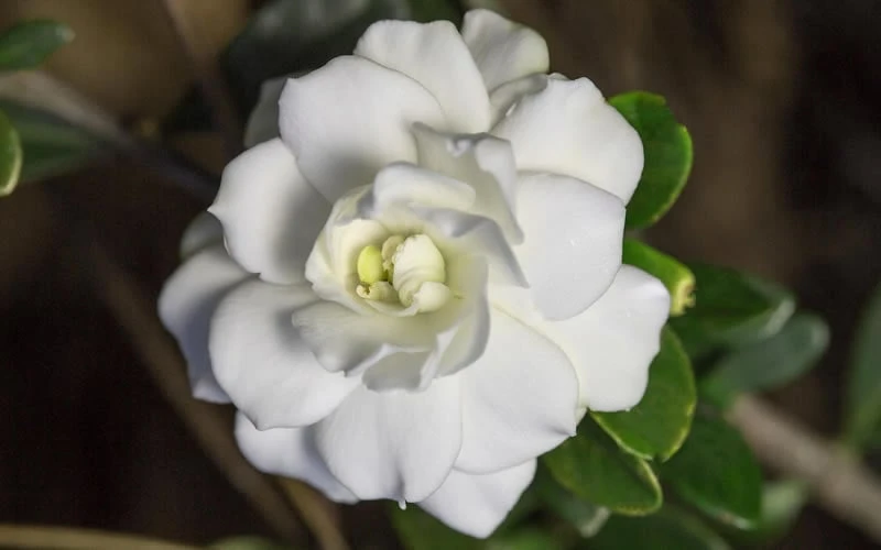 Double Mint Gardenia - 1 Gallon Pot 7 Double Mint Gardenia - 1 Gallon Pot - Image 7