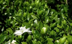 Double Mint Gardenia - 1 Gallon Pot 12 Double Mint Gardenia - 1 Gallon Pot -Bloom Haven Gardenia Double Mint 7 2