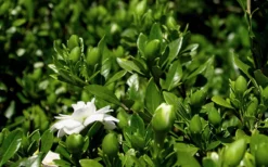 Double Mint Gardenia - 6 Pack Of 1 Gallon Pots -Bloom Haven Gardenia Double Mint 7 4