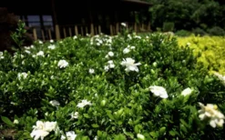Double Mint Gardenia - 3 Gallon Pot -Bloom Haven Gardenia Double Mint 8 1