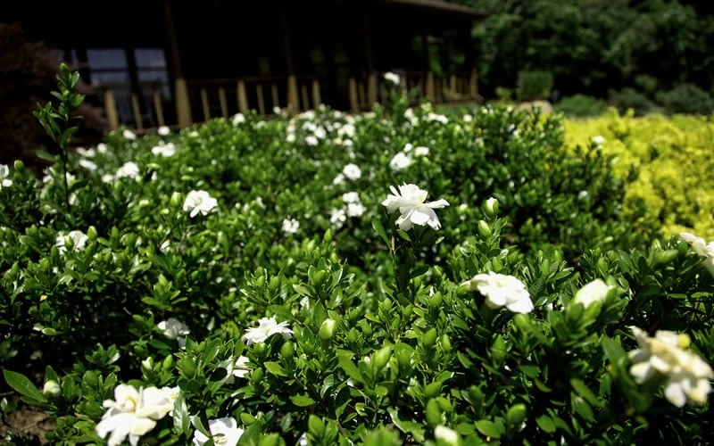Double Mint Gardenia - 6 Pack Of 1 Gallon Pots 5 Double Mint Gardenia - 6 Pack Of 1 Gallon Pots - Image 5