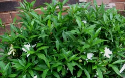 Radicans Creeping Dwarf Gardenia - 6 Pack Of 1 Gallon Pots -Bloom Haven Gardenia Radicans 53