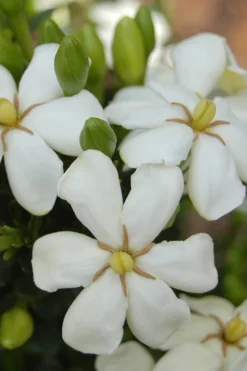 ScentAmazing Gardenia - 1 Gallon Pot