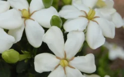 ScentAmazing Gardenia - 2 Gallon Pot -Bloom Haven Gardenia Scentamazing 20 1