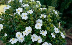 ScentAmazing Gardenia - 1 Gallon Pot -Bloom Haven Gardenia Scentamazing Shrub