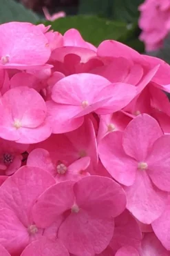 After Midnight Hydrangea - 3 Gallon Pot -Bloom Haven Hydrangea After Midnight 1