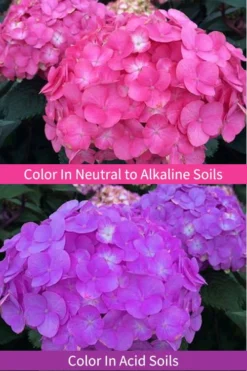 After Midnight Hydrangea - 3 Gallon Pot -Bloom Haven Hydrangea After Midnight 6