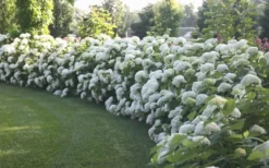 Annabelle Hydrangea - 3 Gallon Pot -Bloom Haven Hydrangea Annabelle Hedge 1 1