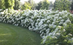 Annabelle Hydrangea - 1 Gallon Pot 13 Annabelle Hydrangea - 1 Gallon Pot -Bloom Haven Hydrangea Annabelle Hedge 1