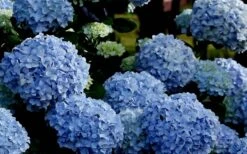 Big Daddy Hydrangea - 2 Gallon Pot 9 Big Daddy Hydrangea - 2 Gallon Pot -Bloom Haven Hydrangea Big Daddy