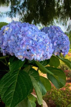 Big Daddy Hydrangea - 3 Gallon Pot 8 Big Daddy Hydrangea - 3 Gallon Pot -Bloom Haven Hydrangea Big Daddy 500x750 4