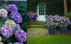 Bloomstruck Endless Summer Hydrangea - 2 Gallon Pot -Bloom Haven Hydrangea Bloomstruck 2