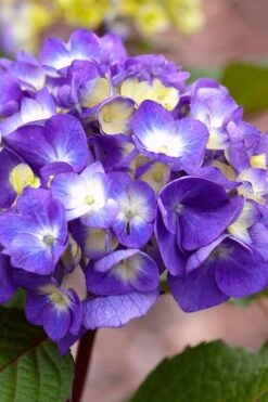 Bloomstruck Endless Summer Hydrangea - 2 Gallon Pot