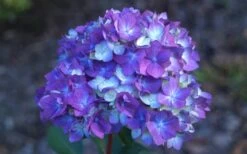 Bloomstruck Endless Summer Hydrangea - 3 Gallon Pot -Bloom Haven Hydrangea Bloomstruck Bloom 1