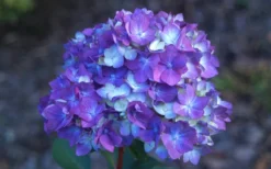 Bloomstruck Endless Summer Hydrangea - 2 Gallon Pot -Bloom Haven Hydrangea Bloomstruck Bloom