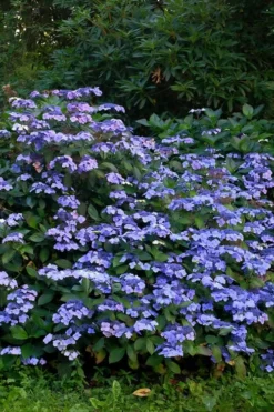 Blue Wave Lacecap Hydrangea - 3 Gallon Pot -Bloom Haven Hydrangea Blue Wave 1