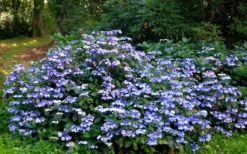 Blue Wave Lacecap Hydrangea - 3 Gallon Pot -Bloom Haven Hydrangea Blue Wave 2