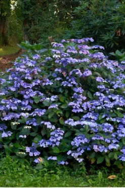 Blue Wave Lacecap Hydrangea - 3 Gallon Pot -Bloom Haven Hydrangea Blue Wave 3