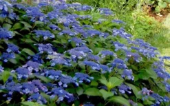 Bluebird Hydrangea - 3 Gallon Pot 7 Bluebird Hydrangea - 3 Gallon Pot -Bloom Haven Hydrangea Bluebird 3