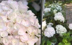 Blushing Bride Endless Summer Hydrangea - 3 Gallon Pot 9 Blushing Bride Endless Summer Hydrangea - 3 Gallon Pot -Bloom Haven Hydrangea Blushing Bride 1