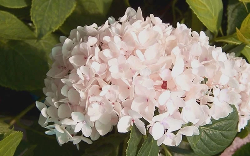 Blushing Bride Endless Summer Hydrangea - 3 Gallon Pot 4 Blushing Bride Endless Summer Hydrangea - 3 Gallon Pot - Image 4