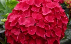 Cardinal Red Hydrangea - 1 Gallon Pot -Bloom Haven Hydrangea Cardinal 1