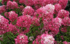 Diamond Rouge Hydrangea - 3 Gallon Pot 13 Diamond Rouge Hydrangea - 3 Gallon Pot -Bloom Haven Hydrangea Diamond Rouge 7