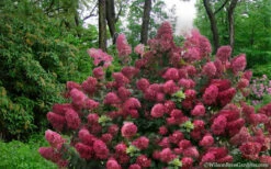 Diamond Rouge Hydrangea - 3 Gallon Pot 11 Diamond Rouge Hydrangea - 3 Gallon Pot -Bloom Haven Hydrangea Diamond Rouge5