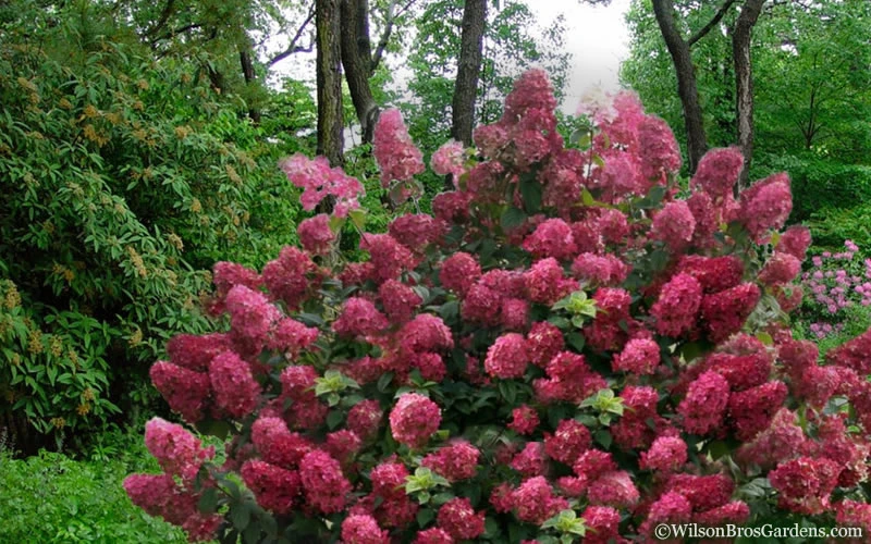Diamond Rouge Hydrangea - 3 Gallon Pot 5 Diamond Rouge Hydrangea - 3 Gallon Pot - Image 5