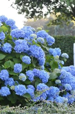 Endless Summer Hydrangea Original - 1 Gallon Pot