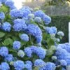 Endless Summer Hydrangea Original - 7 Gallon Pot
