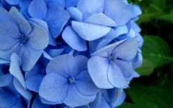 Endless Summer Hydrangea Original - 7 Gallon Pot -Bloom Haven Hydrangea Endless Summer Closeup 2 3