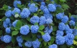 Endless Summer Hydrangea Original - 7 Gallon Pot -Bloom Haven Hydrangea Endless Summer Closeup 3 3