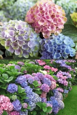 Everlasting Revolution Hydrangea - 1 Gallon Pot 7 Everlasting Revolution Hydrangea - 1 Gallon Pot -Bloom Haven Hydrangea Everlasting Revolution 2 1