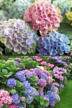 Everlasting Revolution Hydrangea - 3 Gallon Pot -Bloom Haven Hydrangea Everlasting Revolution 2