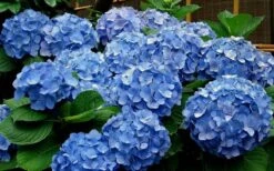 Glory Blue Hydrangea - 1 Gallon Pot -Bloom Haven Hydrangea Glory Blue 11 1