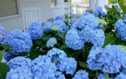 Nikko Blue Hydrangea - 1 Gallon Pot -Bloom Haven Hydrangea Glory Blue Shrub 2