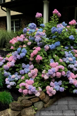 L.A. Dreamin Hydrangea - 1 Gallon Pot 10 L.A. Dreamin Hydrangea - 1 Gallon Pot -Bloom Haven Hydrangea LA Dreamin 5 2