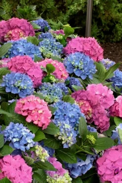 L.A. Dreamin Hydrangea - 1 Gallon Pot