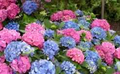 L.A. Dreamin Hydrangea - 3 Gallon Pot -Bloom Haven Hydrangea LA Dreamin Blooms 1