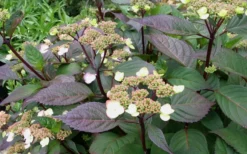 Lady In Red Hydrangea - 3 Gallon Pot 11 Lady In Red Hydrangea - 3 Gallon Pot -Bloom Haven Hydrangea Lady In Red Budded