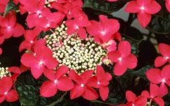 Lady In Red Hydrangea - 3 Gallon Pot 10 Lady In Red Hydrangea - 3 Gallon Pot -Bloom Haven Hydrangea Lady In Red Flower Closeup