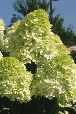 Limelight PeeGee Hydrangea - 3 Gallon Pot 15 Limelight PeeGee Hydrangea - 3 Gallon Pot -Bloom Haven Hydrangea Limelight 101 1