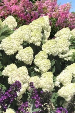 Limelight PeeGee Hydrangea - 3 Gallon Pot 17 Limelight PeeGee Hydrangea - 3 Gallon Pot -Bloom Haven Hydrangea Limelight 110 1