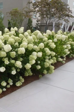 Limelight PeeGee Hydrangea - 6 Pack Of 1 Gallon Pots -Bloom Haven Hydrangea Limelight 20