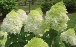 Limelight PeeGee Hydrangea - 6 Pack Of 1 Gallon Pots -Bloom Haven Hydrangea Limelight Flowers