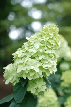 Limelight Prime Hydrangea - 2 Gallon Pot -Bloom Haven Hydrangea Limelight Prime 1