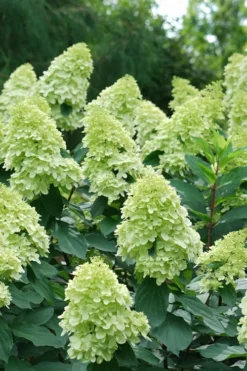 Limelight Prime Hydrangea - 2 Gallon Pot -Bloom Haven Hydrangea Limelight Prime 4